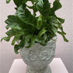 Planted delight