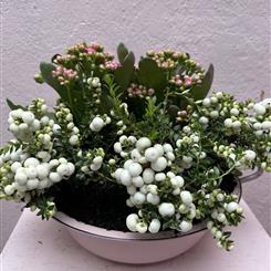 Potted pretty in pink