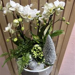 Phalaenopsis planter 