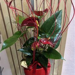 Anthurium planter