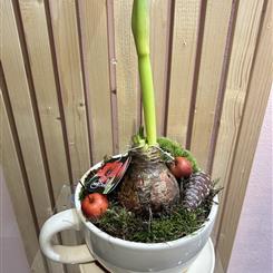 Amarillas bulb tea cup planter