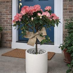Azalea planter 