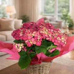 Hydrangea in a basket