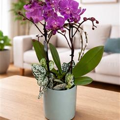 Phalaenopsis orchid planter