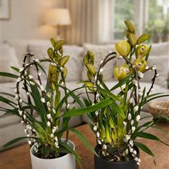 Green cymbidium orchid planter